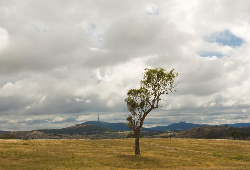 lone tree.jpg